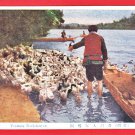 Old Postcard Formosa Taiwan Under Japanese Rule Duck Keeper Herder Man Pre-WW2 #EF55