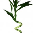lucky bamboo spriral