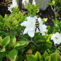 Spring Bumblebee earrings