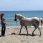 Parelli Pathways Level 3 NATURAL HORSE TRAINING (3 DVD) MSRP - $199 NEW & SEALED