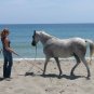 Parelli Pathways Level 4 NATURAL HORSE TRAINING (4 DVD) - MSRP -  $199 BRAND NEW