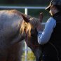 Parelli Patterns - Finesse - DVD - NATURAL HORSEMANSHIP Horse Training - Rare !!