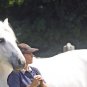 Parelli Level 1 Natural Horsemanship Training DVD ORIG $269 VERY EXCELLENT COND