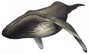 Whale Mural