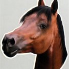 free s/h Bay Arabian Horse Sticker Full Color 5" Decal