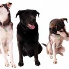 The Ultimate Dog eBook Collection - Amazing offer for 12 Super Dog Books