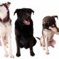 The Ultimate Dog eBook Collection - Amazing offer for 12 Super Dog Books