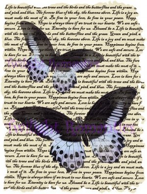 Powerder Blue Butterfly Vintage Art Print 12x8 FREE SHIPPING shabby chic