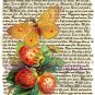 Strawberry Butterfly Vintage Art Print 12x8 FREE SHIPPING shabby chic
