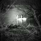 swans