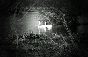 swans