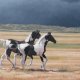 Tennessee Walking Horses