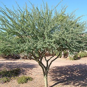 Palo Brea Seeds - Parkinsonia praecox