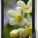 Unlocked Motorola XT711 3G Cell Phone---Brown