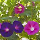 Morning Glory Seeds Vibrant Purple and Hot Pink, 30 Seeds*Grows Indoors Too! Morning Glory Seeds Vibrant Purple and Hot Pink, 30 Seeds*Grows Indoors Too!