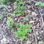 Live Cherry Trees 2 Small Bare Root Seedlings Live Trees No Chemicals Ever Used!