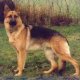 Dropship Pet Supplies