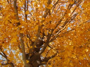 Autumn Tree