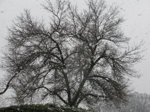 Snow