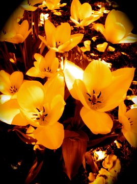 Pretty in Yellow