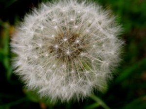 Make a Wish!  5X7 print