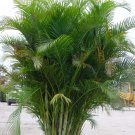 Areca Palm Tree   (Product status: In Store)