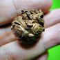9570-REAL THAI AMULET HOLY SINGH LION BALL PRESTIGE RICHLY LP HONG , RARE 2003