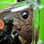9320-REAL THAI AMULET KHUN-PAEN LOVE SEX SOULMATE LOVE ATTRACT HORSE LP SANG MIX
