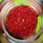 9833-REAL BUDDHA AMULET THAI SARIRA RELIC HOLY SACRED LUCKY BEAD STUPA RED BLOOD
