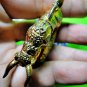 9212-REAL THAI AMULET HOLY BUFFALO COW PROTECTION KILL GHOST POWER MAGIC KALONG