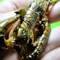 9212-REAL THAI AMULET HOLY BUFFALO COW PROTECTION KILL GHOST POWER MAGIC KALONG