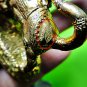 9212-REAL THAI AMULET HOLY BUFFALO COW PROTECTION KILL GHOST POWER MAGIC KALONG
