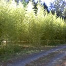 Golden Bamboo Plants Rhizome 3 feet