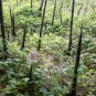 Bamboo Plants Japanese Timber Bamboo 3 feet Rhizome