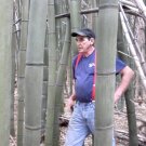Bamboo Plants Japanese Timber Bamboo 3 feet Rhizome