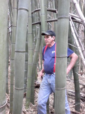 Bamboo Plants Japanese Timber Bamboo 3 feet Rhizome
