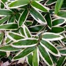 Bamboo Plant Sasa Vietchii Rhizome 3 feet