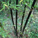 3 Feet  Black Bamboo Plant Rhizomes