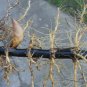 3 Feet Black Bamboo Plant Rhizomes