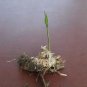 3 Feet Black Bamboo Plant Rhizomes
