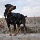 Dog Soft-Shell Winter Jacket w/ Fleece Lining Special Edition Color Black (M) 15.5inch-40cm