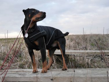 Dog Soft-Shell Winter Jacket w/ Fleece Lining Special Edition Color Black (M) 15.5inch-40cm