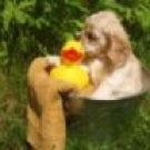 All natural dog shampoo
