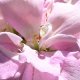 Floral Scents