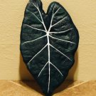 Cement Alocasia Leaf