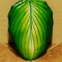 Cement Hosta Leaf