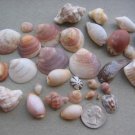 lOT 30 NATURAL SEASHELLS SEA SHELL Conch Cypraea ISRAEL