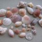 lOT 30 NATURAL SEASHELLS SEA SHELL Conch Cypraea ISRAEL