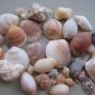 lOT 30 NATURAL SEASHELLS SEA SHELL Conch Cypraea ISRAEL