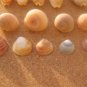 lOT 33 NATURAL SEASHELLS SEA SHELL Conch Cypraea ISRAEL
